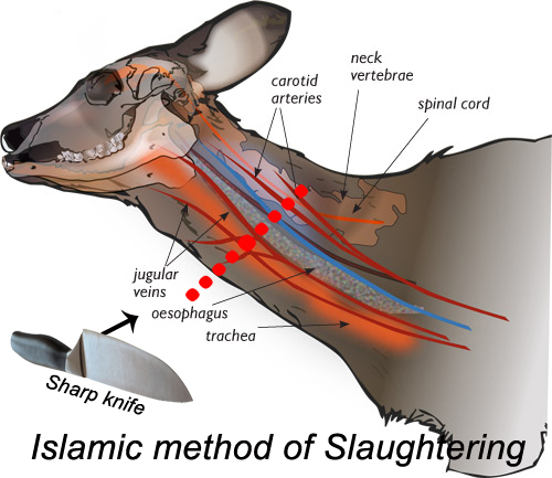 معجزة الذبح في الاسلام Islamic-method-of-slaughtering